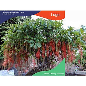 Mua CÂY GIỐNG CÂY LỘC VỪNG-CÂY PHONG THỦY TÀI LỘC