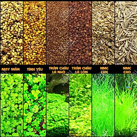 Mua Hạt giống thủy sinh  cây thủy sinh - Trân Châu Cỏ Tình Yêu  Ngưu Mao Chiên | Dễ Trồng - Không Co2