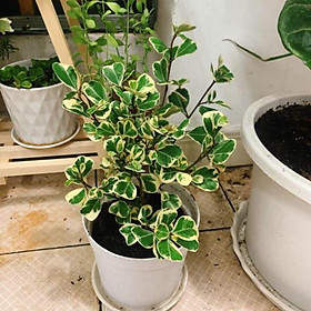 Cây đa cẩm thạch lá tim, đa tam phúc, trang trí nhà cửa, tiệm quán, quà tặng