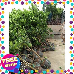 Mua Cây giống BƯỞI DIỄN CHIẾT - HÀNG CHUẨN F1