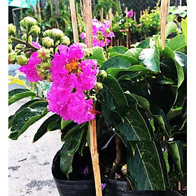 Mua Cây giống BẰNG LĂNG TÍM - HOA SIÊU ĐẸP GIÁ SIÊU RẺ