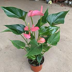 Mua Cây hồng môn hồng cao 30cm  nở hoa quanh năm và rất dễ chăm sóc  cây hoa cảnh để bàn  trồng trang trí nội thất