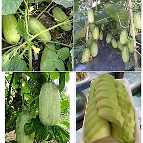 Mua Hạt giống dưa chuột mèo Thái Lan - 1grm/gói