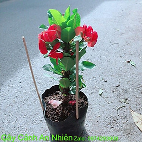 Mua Xương Rồng Bát Tiên