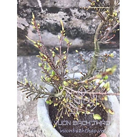 Chậu mai vàng mini bonsai để bàn trưng Tết