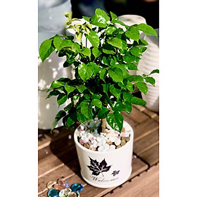 Chậu sứ cây hạnh phúc tặng kèm đá trang trí