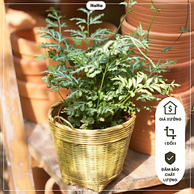 Cần xe tre decor cây cảnh giỏ tre trồng cây 25cm GLB07