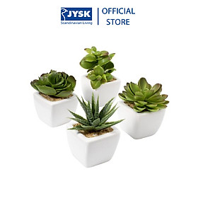 Mua Cây Trang Trí Haakon Nhựa  Gốm 5 x 5 x 9cm
