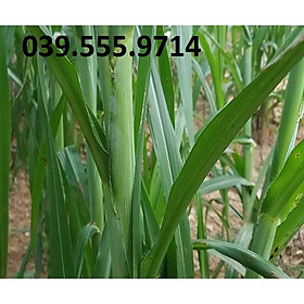 Mua Hạt Cỏ Voi Lai Không Lông Năng Suất Cao 200g - Hạt Cỏ Chăn Nuôi
