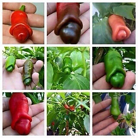 Mua 100A Gói 20 hạt Ớt cu tí siêu độc lạ Đẹp Giống dễ trồng  chịu nhiệt trồng quanh năm