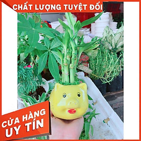 Chúc phát tài heo vàng để bàn