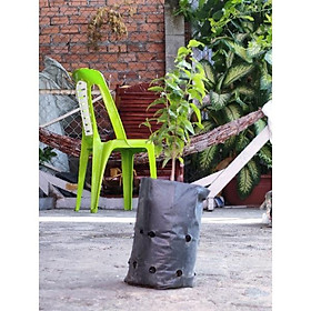 Mua Cây hồng quân Bảy Núi giá 30k/cây