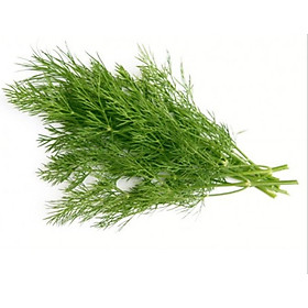 Mua Hạt giống thì là bốn mùa