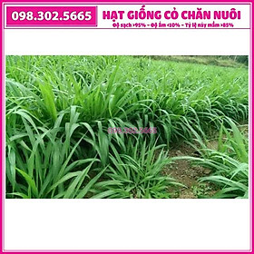 Hạt giống cỏ Mulato II gói 0,5kg