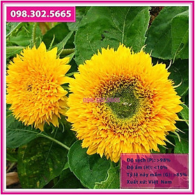 Hạt giống hoa hướng dương xù - Gói 30 hạt hoa to, nở đồng đều