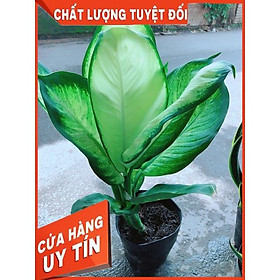 Hình ảnh Cây Vạn Niên Thanh