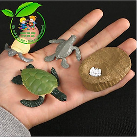 Mô hình vòng đời của rùa - Turtle life cycle