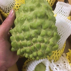 Mua CÂY GIỐNG NA DỨA ĐÀI LOAN SIÊU NGON  SIÊU KINH TẾ  CAM KẾT GIỐNG CHUẨN