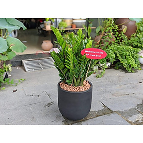 Mua Cây Kim Tiền tặng khai trương (30*30cm