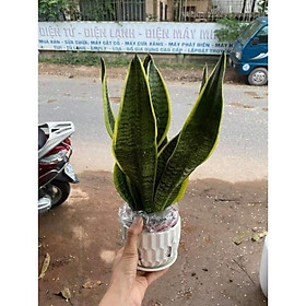 Sản phẩm CÂY LƯỠI HỔ MI NI