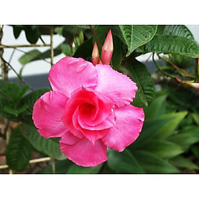 Cây hoa Hồng Anh CÁNH KÉP GIỐNG leo cho tường nhà rực rỡ sắc hoa, MIIXX MÀU