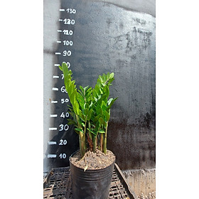 Mua Cây kim tiền tài lộc cỡ vừa  chiều cao 35-40cm lá dày đẹp bụi to thân chắc khỏe dễ chăm sóc thích hợp trang trí nội thất