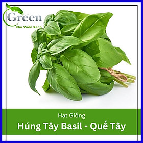 Hạt Giống Rau Húng Tây (Quế Tây) Basil Italy