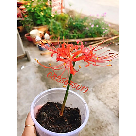 Mua Củ hoa bỉ ngạn size to