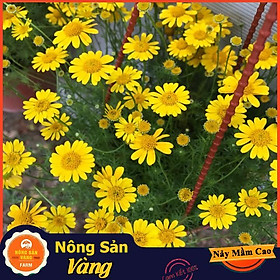 Hạt giống Hoa Cúc Sao Băng Vàng ( Gói 0,03 gram ) - Nông Sản Vàng