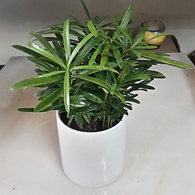 Cây Vạn Niên Tùng Để Bàn mini