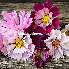 Mua 50H - HẠT GIỐNG SAO NHÁI CÁNH BƯỚM VỎ SÒ MIX