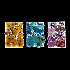 Natural Dried Flowers Combination DIY Pressed Herbarium Flower Decorative for Resin Jewelry Crafts Nail Stickers  Purple + Blue + Yellow