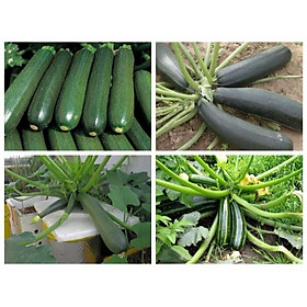 Mua Hạt Giống Bí Ngòi Xanh F1 Loại Siêu Dễ Trồng  Dễ Chăm Sóc Tặng kèm Hướng Dẫn Trồng