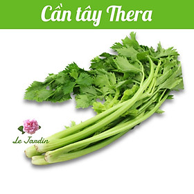 Hạt giống cần tây THERA gói 5gr - Xuất xứ Italy