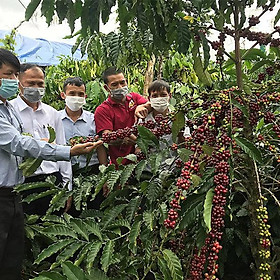 200  GRAM HẠT GIỐNG CÀ PHÊ DÂY THUẬN AN CAO SẢN [ HẠT TUYỂN CHỌN TỪ CÂY MẸ - BAO NẢY MẦM]. [ CÂY GIỐNG 3 MIỀN STORE ]