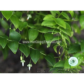 1000.HẠT Hạt Giống Cây Tùng Dây Nguyệt Quế ( | C28*X59)