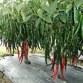 05 Gói Hạt Giống Ớt Hàn Quốc - Nảy Mầm Cực Chuẩn
