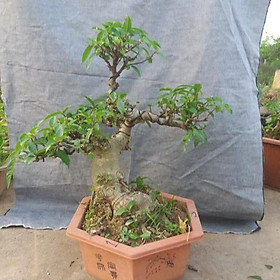 Mua CÂY SUNG THẾ- CÂY BON SAI ĐỂ BÀN