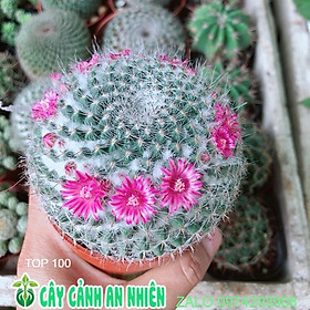 Mua Xương Rồng Có Hoa