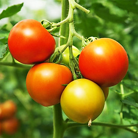 Hạt giống cà chua lai F1 RADO29 (0,5g/gói) | Chịu nhiệt, sai quả