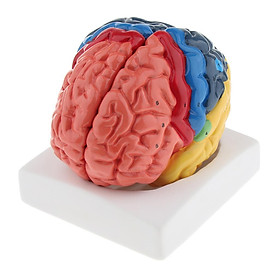 Human Brain Model Brain Function Zoning Brain Anatomy