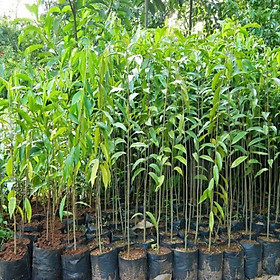 Mua Combo 5 Cây giống trầm hương