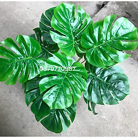 Mua Cây Trầu Bà Lá Xẻ - Tặng chậu xốp  cỏ hoặc rêu trải bề mặt
