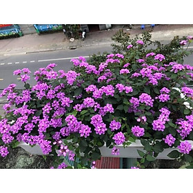 Mua Cúc ngũ sắc tím rủ