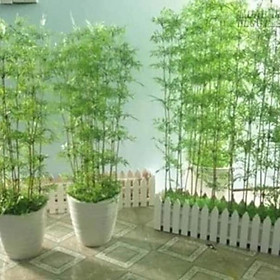 Mua Trúc quân tử cây đẹp