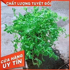 Cây Rêu Xanh