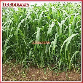 Mua 500g Hạt giống cỏ lai sweet jumbo giàu dinh dưỡng cho chăn nuôi - Hạt giống cỏ loại 1