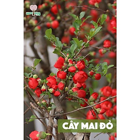 Mua Cây mai đỏ trưng tết 2022 (Mai đỏ hàng độc siêu đẹp )