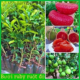 Cây giống bưởi ruby ruột đỏ không hạt vị ngọt thanh cây giống khỏe mạnh không sâu bệnh