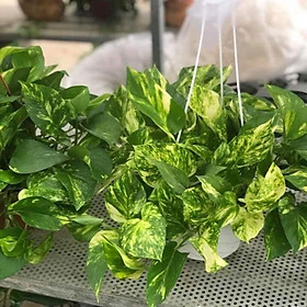 CHẬU CÂY TRẦU BÀ LÁ ĐỐM